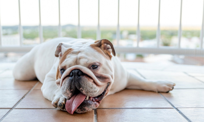 Justice pour les chiens abandonnés sur un balcon au soleil !