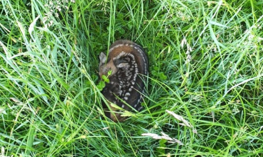 Un drone pour Manhay