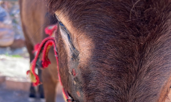 Petra en Jordanie, un enfer pour les animaux et le patrimoine !