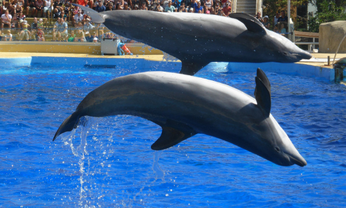 Non &agrave; cette interditinon et non &agrave; la fermeture de plan&egrave;te sauvage et marineland d antibes pour une otorisation pour la reproduction pour leur bien &ecirc;tre des c&eacute;tac&eacute;s