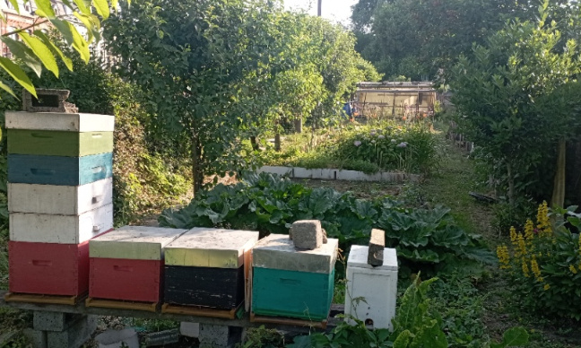 Sauvons notre quartier et nos arbres de l'aménagement inutile d'un chemin cyclo-piéton !