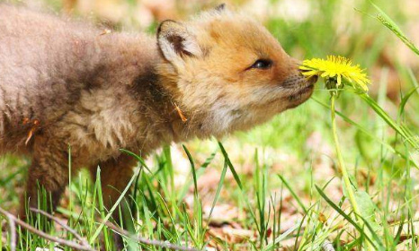 Non au piégeage des espèces de la liste de 'nuisibles' !