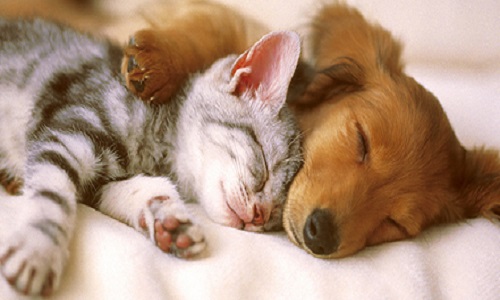 Non à la maltraitance d'un chien ou chat