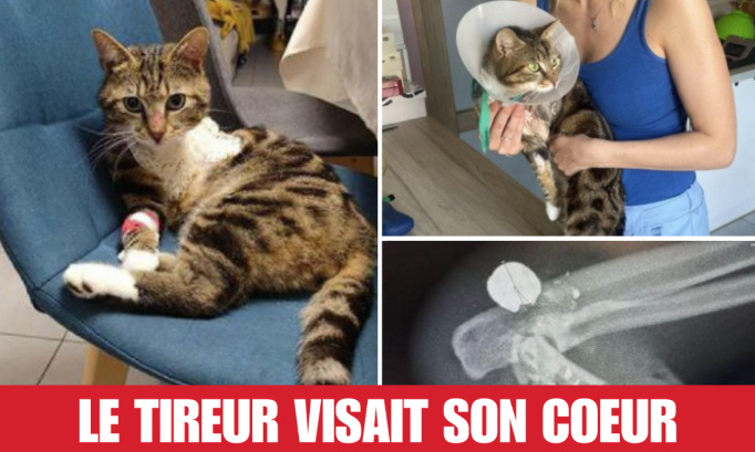 Justice pour Tigrou, amputé de la patte après un tir au plomb !