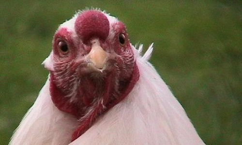 La Chantecler en effigie!