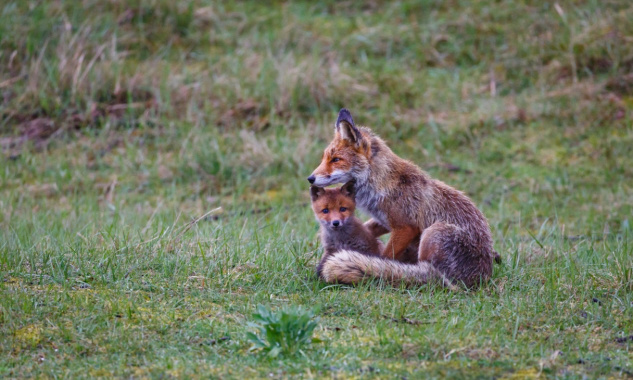 Sauvons les renards de Blendecques