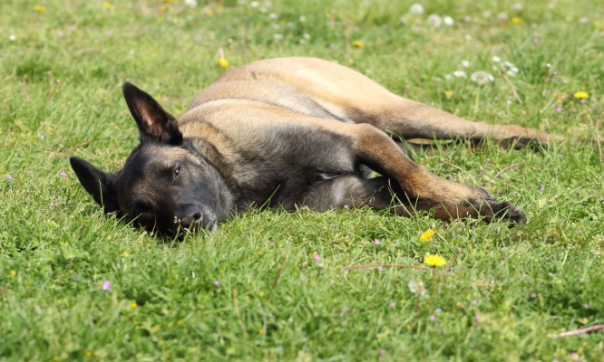 Justice pour le chien abattu en pleine nuit par ses maîtres !