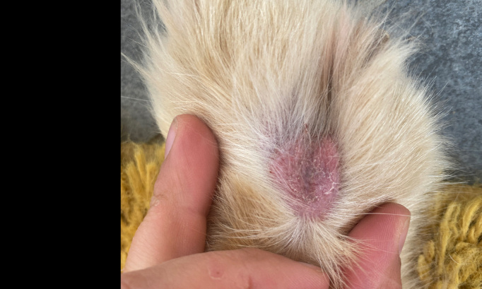 Mettons un terme au fléau des épillets pour nos chiens !