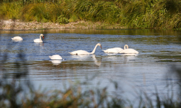 Sauvons la Loire et son écosystème !