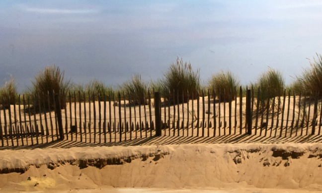 Sauvez la pointe du cap ferret !