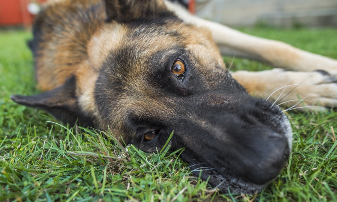 Police : stop aux armes à feu sur les animaux en intervention, oui aux fusils tranquillisants !