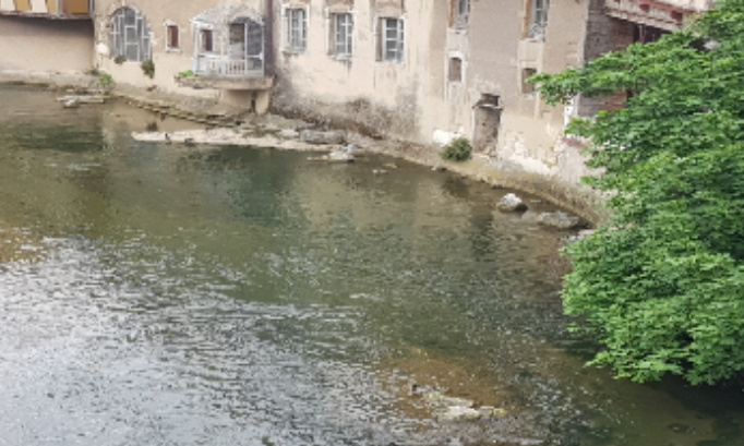 Sauvons les chat errants !