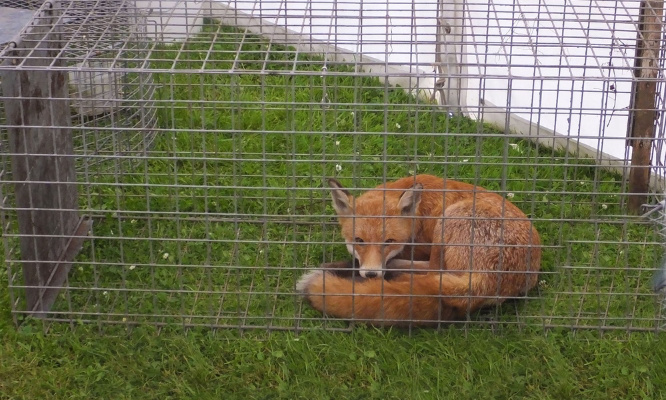 Stop au classement des animaux 'nuisibles' !