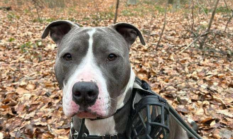 Urgent : sauvons Iron de l'euthanasie !