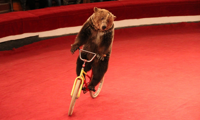 Pour une interdiction des animaux dans les cirques avant 2028 !