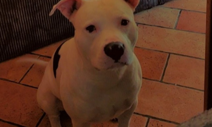 Sauvons aïko de l'euthanasie