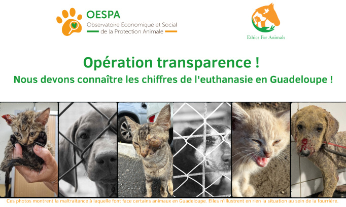 Fourrière de Guadeloupe : « nous exigeons de la transparence sur les euthanasies ! »