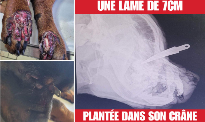 Tyron, planté avec une lame de 7cm entre les deux yeux et traîné par une voiture