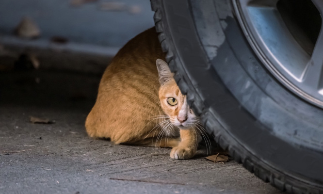 Pour la stérilisation des chats errants par la Mairie de Marseille !