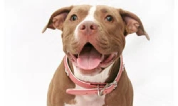 Chien errant euthanasié à Saumur : stop aux euthanasies abusives