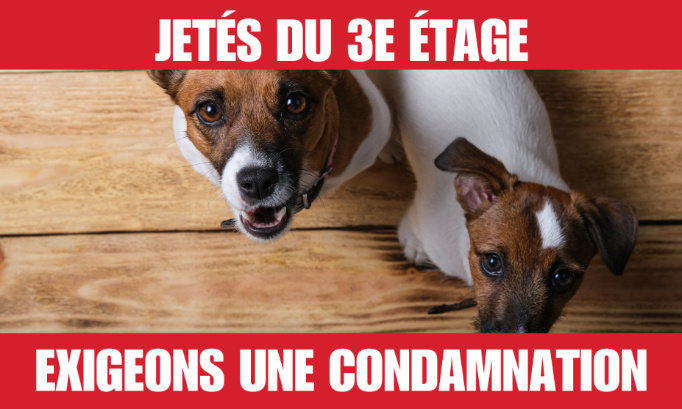 Jetés du troisième étage, justice pour les 2 Jack Russel tués au cours d’une dispute conjugale !