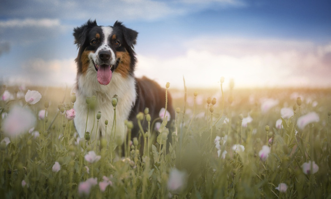 Stop aux vols quotidiens de nos animaux : plus de moyens pour les recherches !
