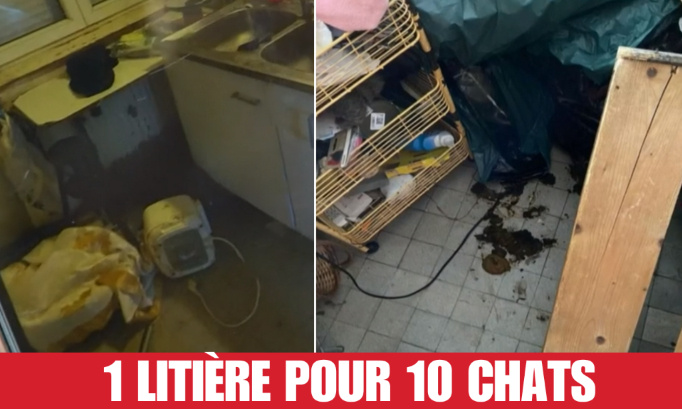 Une litière pour 10 chats : Les actes de maltraitance se multiplient