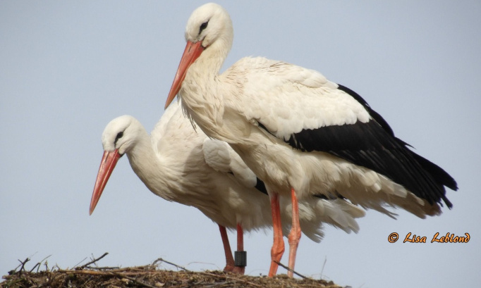 Sarralbe, protégeons les cigognes, stop aux feux d'artifice !