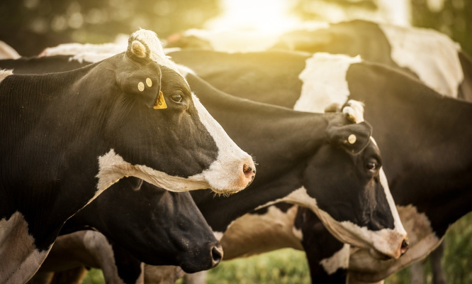 Non à l'abattage inutile de 200 000 vaches !