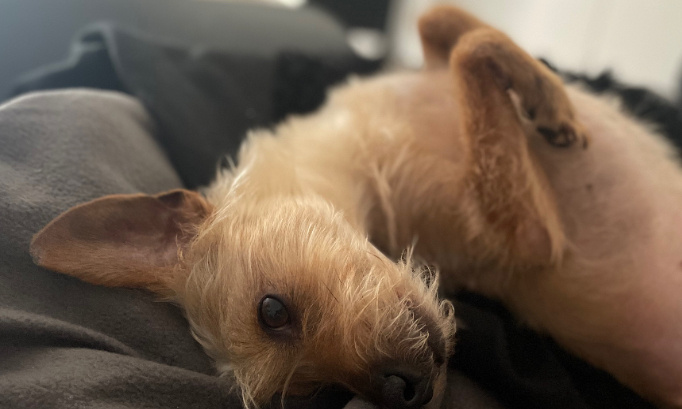 Pour que les chiens soient attachés quand ils sont en promenade