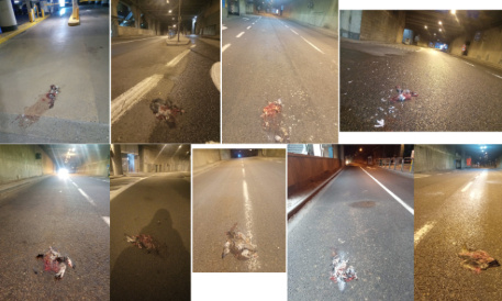 Aidons les pigeons à Louvain-la-Neuve : pour une campagne de contraception et de nourrissage aux graines !