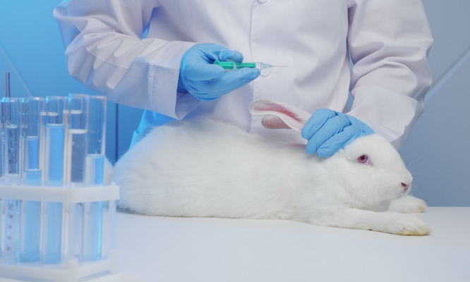 Stop aux expériences animales !