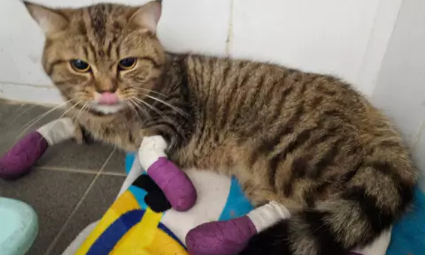 Justice exemplaire pour le chat traîné derrière un vélo à Nice !