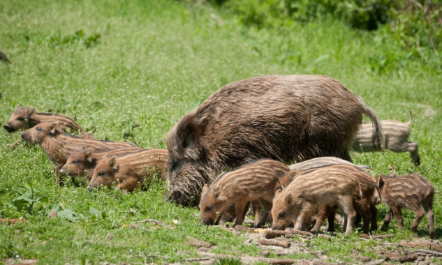 Non aux battues administratives à Mougins-le-Haut !