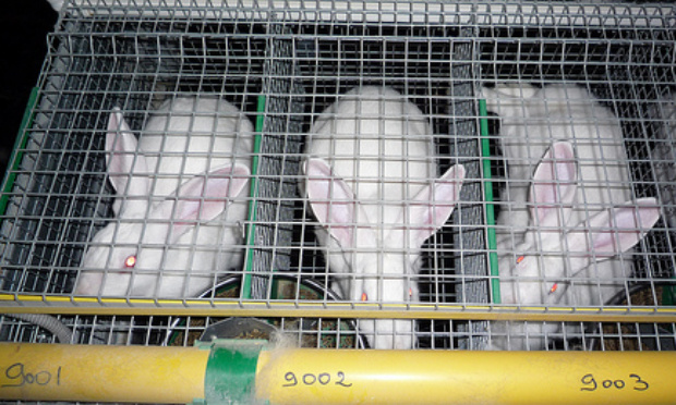 Non à l'élevage industriel des lapins !