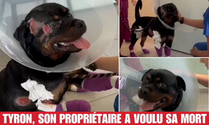 Affaire Tyron : pour un jugement exemplaire contre son propriétaire