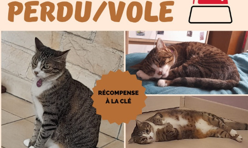 Vol de chat : Aidez-nous à retrouver notre petite minette 'Vérone'