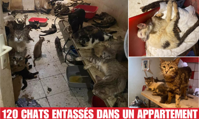 Découverte macabre : Plus de 120 chats entassés dans un appartement