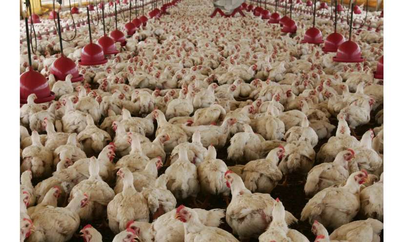 END.IT - Mettons un point final à l’élevage intensif