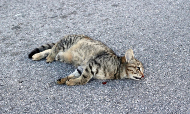 Urgent : Non aux robots tueurs de chats en Australie ! 