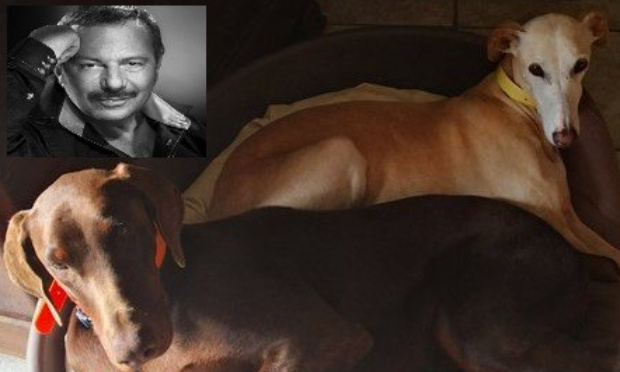 Protection animale : pour qu'Henry-Jean Servat retrouve sa délégation animale !