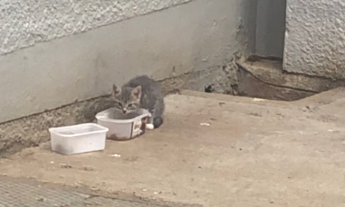 Pour la stérilisation des chat errants dans la commune de Cernon ! (33)