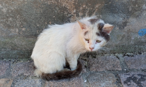 Pour que les soins vétérinaires soient gratuits pour les chats errants !