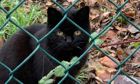 Urgent : Sos chats libres, faune et flore en danger à Strasbourg !!