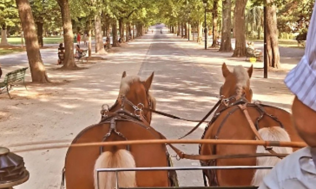 Soutien aux Calèches à Genève 