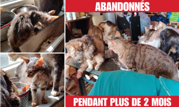 Justice pour ces 14 chats abandonnés depuis 2 mois !