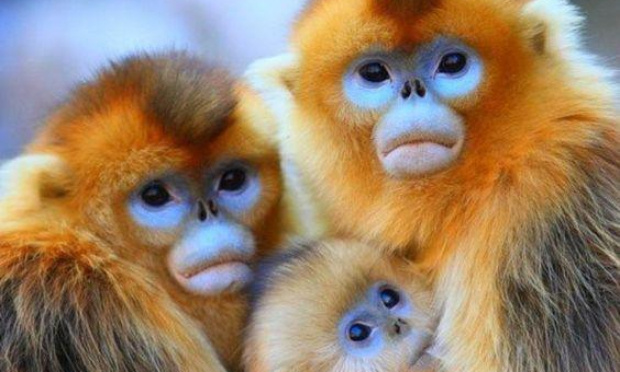 Protégeons le  Rhinopithèque de Roxellane en danger d'extinction au Tibet