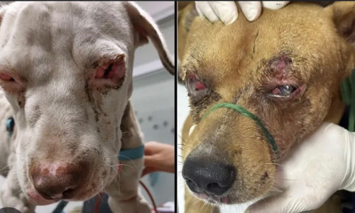 Mettons fin à la maltraitance animale !