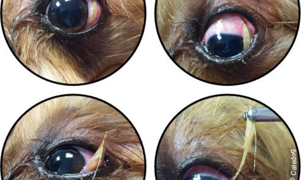 Pour que les villes mettent en place un arrachage des épillets chaque année