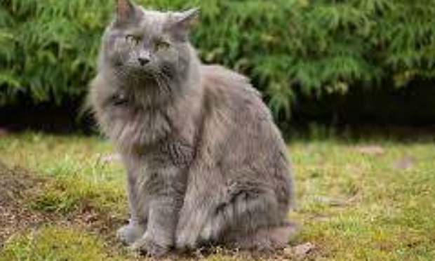 Aidons les chats errants de Joyeuse (07260) !